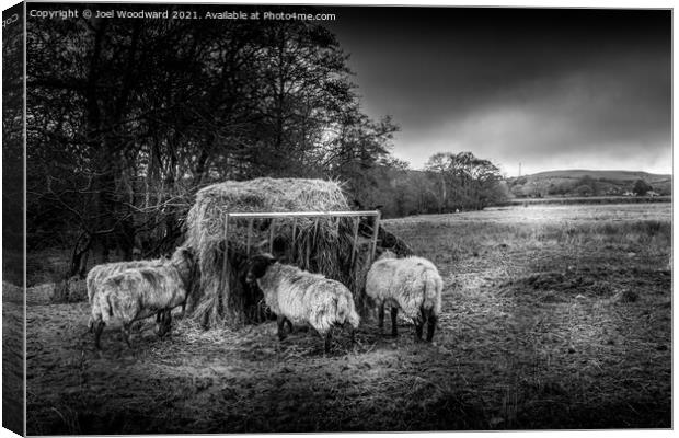 Sheep Black and White Canvas Print by Joel Woodward