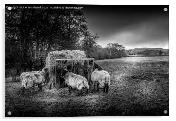 Sheep Black and White Acrylic by Joel Woodward