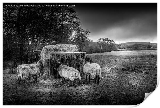 Sheep Black and White Print by Joel Woodward