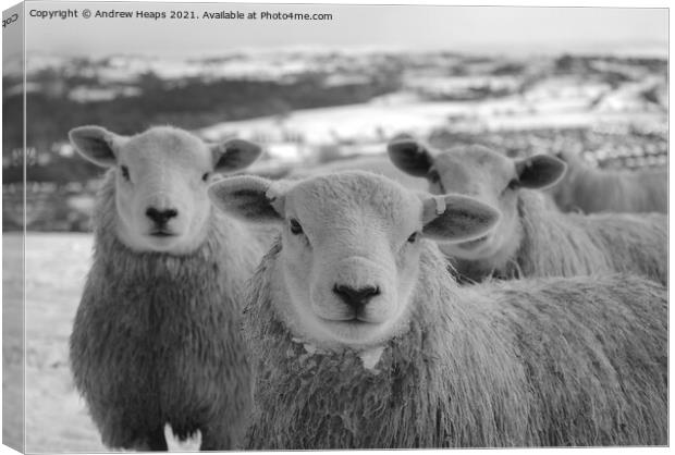 Majestic Sheep on Snowy Field Canvas Print by Andrew Heaps