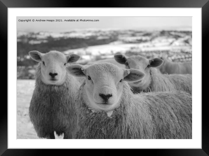 Majestic Sheep on Snowy Field Framed Mounted Print by Andrew Heaps