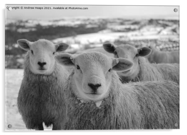 Majestic Sheep on Snowy Field Acrylic by Andrew Heaps