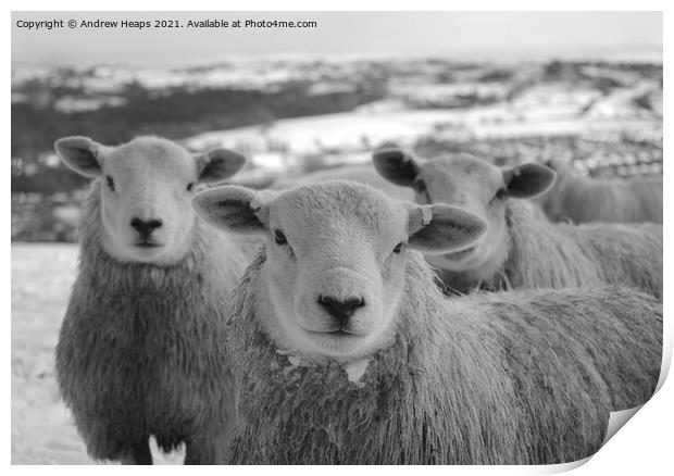 Majestic Sheep on Snowy Field Print by Andrew Heaps