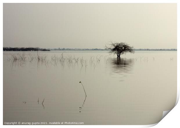 tree in a lake Print by anurag gupta