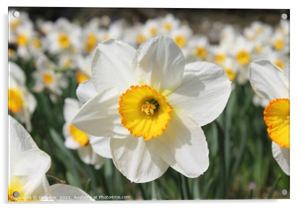 Bright White Daffodil Flower in Spring Acrylic by Imladris 