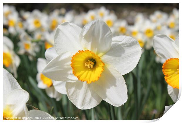 Bright White Daffodil Flower in Spring Print by Imladris 