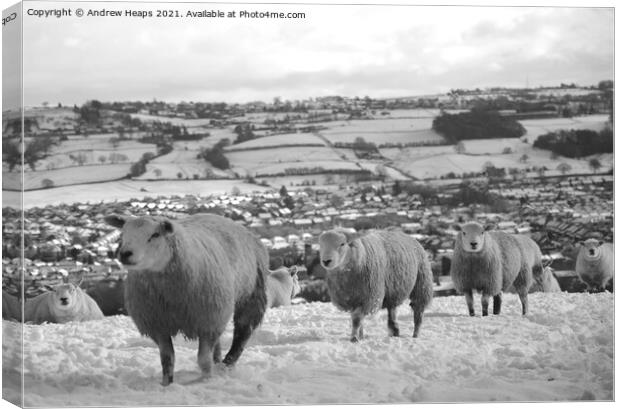 Sheep Grazing on top of a Snowy Fields Canvas Print by Andrew Heaps