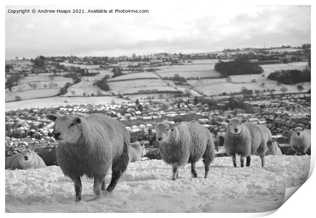 Sheep Grazing on top of a Snowy Fields Print by Andrew Heaps