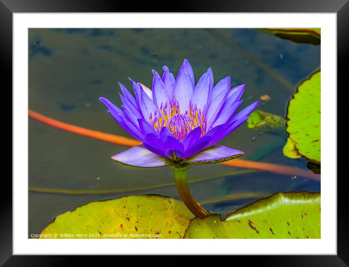 Blue Water Lily Moorea Tahiti Framed Mounted Print by William Perry