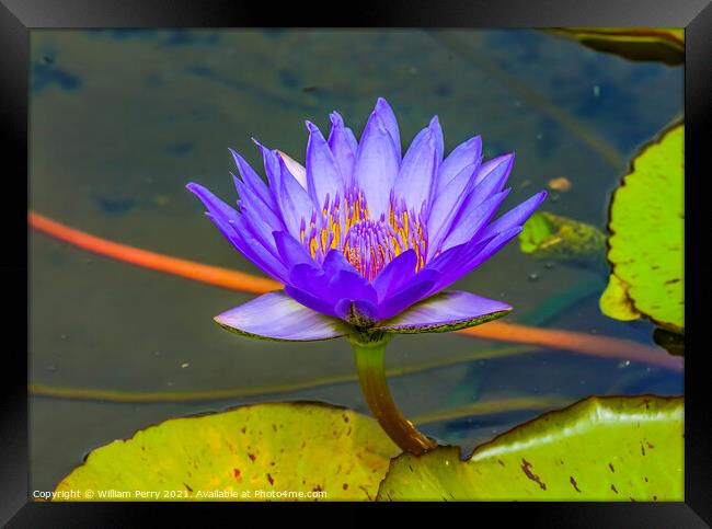 Blue Water Lily Moorea Tahiti Framed Print by William Perry