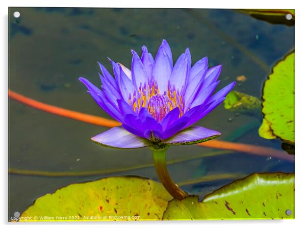 Blue Water Lily Moorea Tahiti Acrylic by William Perry