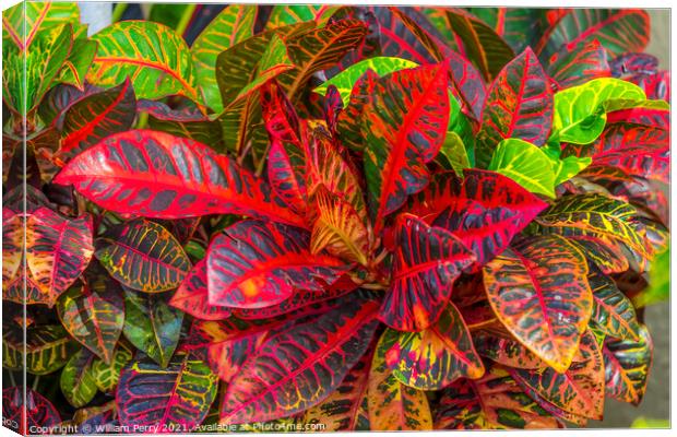 Red Green Fire Croton Moorea Tahiti Canvas Print by William Perry