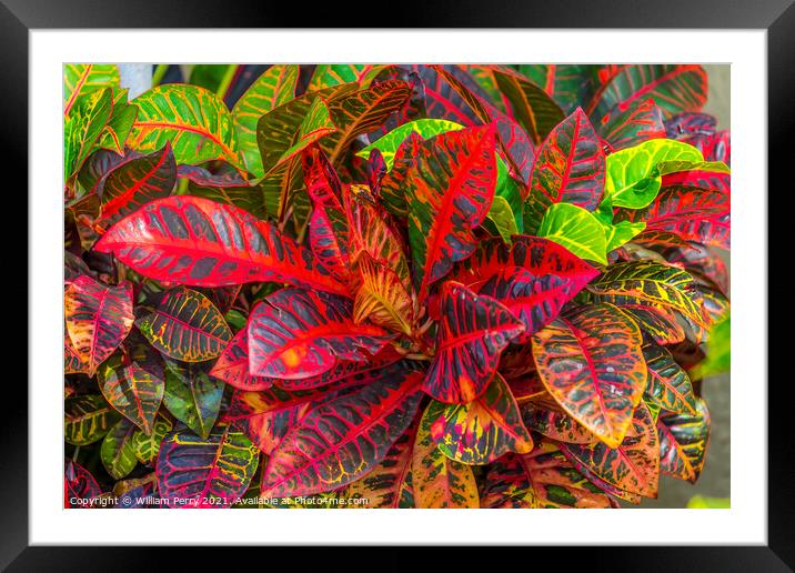 Red Green Fire Croton Moorea Tahiti Framed Mounted Print by William Perry