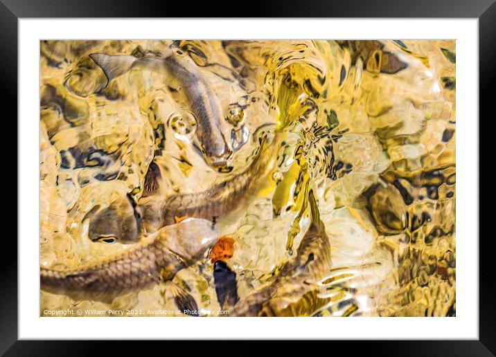 Colorful Reef Fish Yellowfin Goatfish Water Abstract Moorea Tahi Framed Mounted Print by William Perry