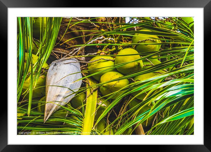 Green Coconuts Palm Tree Moorea Tahiti Framed Mounted Print by William Perry