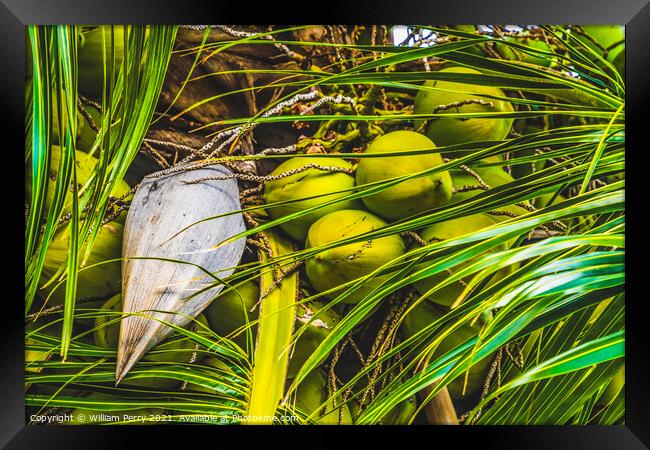 Green Coconuts Palm Tree Moorea Tahiti Framed Print by William Perry