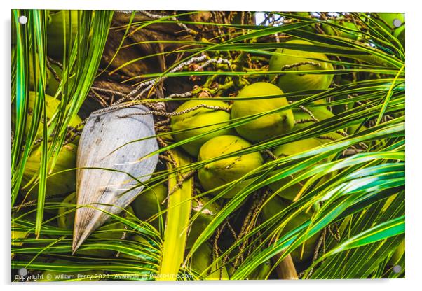 Green Coconuts Palm Tree Moorea Tahiti Acrylic by William Perry