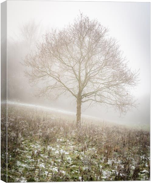 Lone tree in the mist Canvas Print by Lubos Fecenko