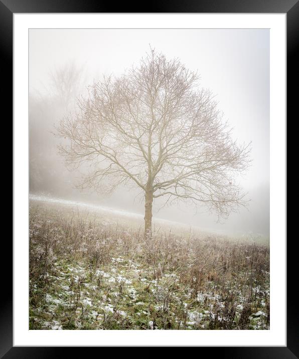 Lone tree in the mist Framed Mounted Print by Lubos Fecenko