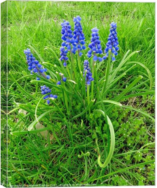 Stunning Grape Hyacinth Cluster Canvas Print by Deanne Flouton