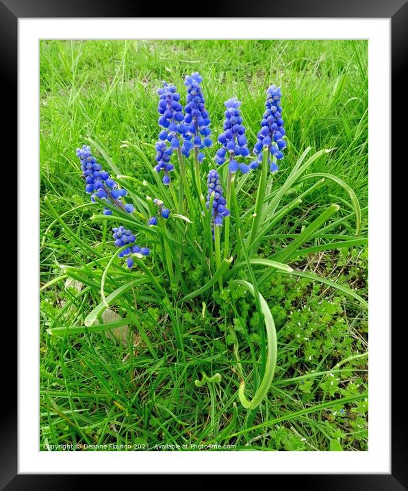Stunning Grape Hyacinth Cluster Framed Mounted Print by Deanne Flouton