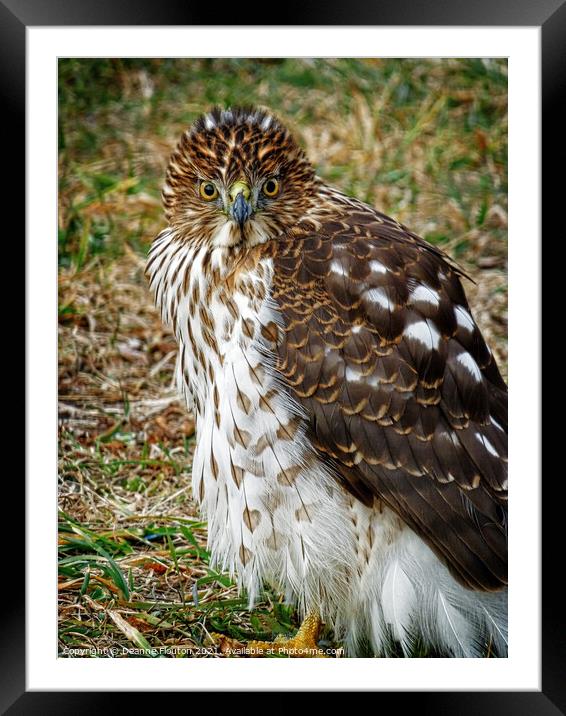Striking Young Hawk Portrait Framed Mounted Print by Deanne Flouton