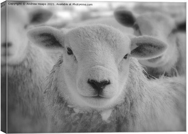 Single sheep in black and white. Canvas Print by Andrew Heaps