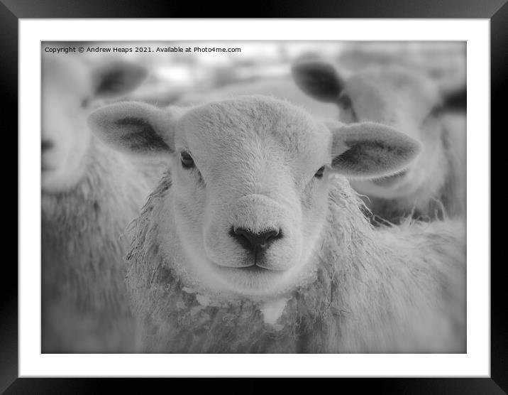 Single sheep in black and white. Framed Mounted Print by Andrew Heaps