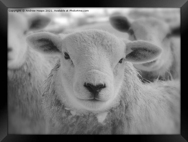 Single sheep in black and white. Framed Print by Andrew Heaps