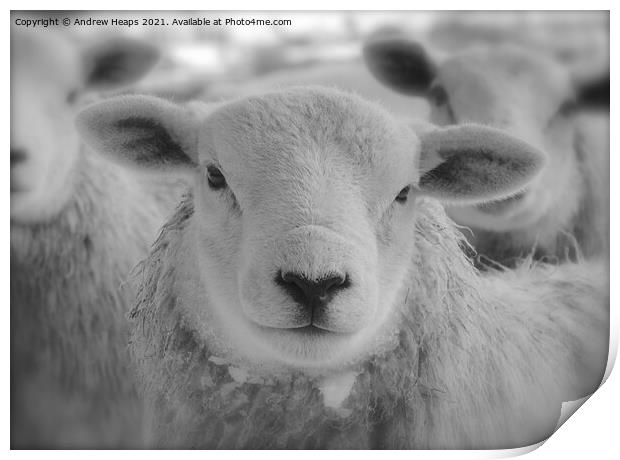 Single sheep in black and white. Print by Andrew Heaps