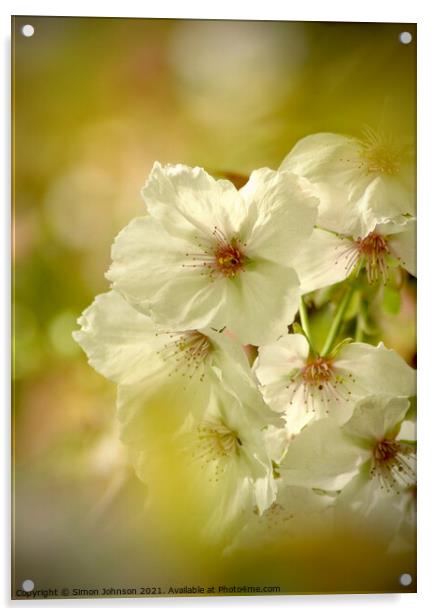Spring blossom Acrylic by Simon Johnson