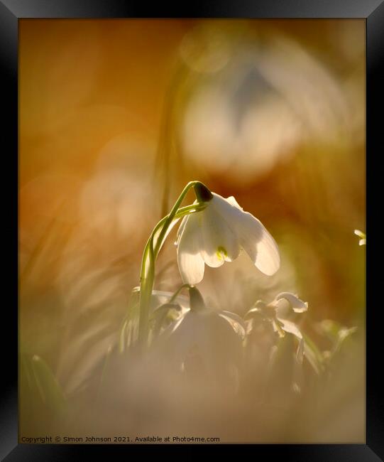 Sunlit snowdrop Framed Print by Simon Johnson