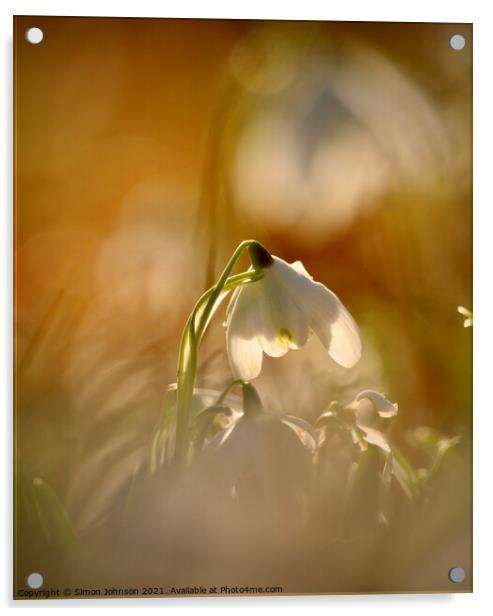 Sunlit snowdrop Acrylic by Simon Johnson