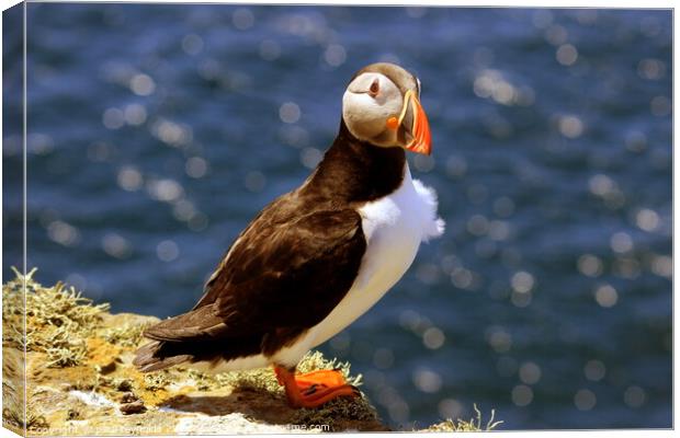 Puffin  Canvas Print by paul reynolds