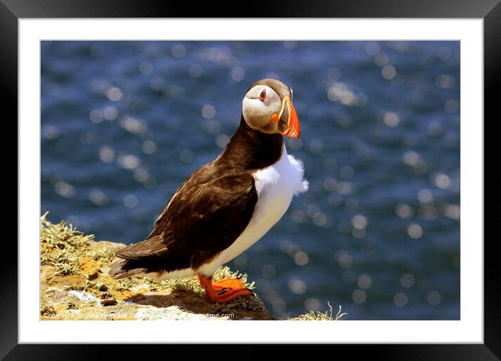Puffin  Framed Mounted Print by paul reynolds