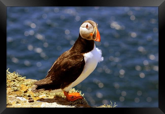 Puffin  Framed Print by paul reynolds
