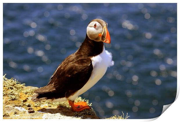 Puffin  Print by paul reynolds