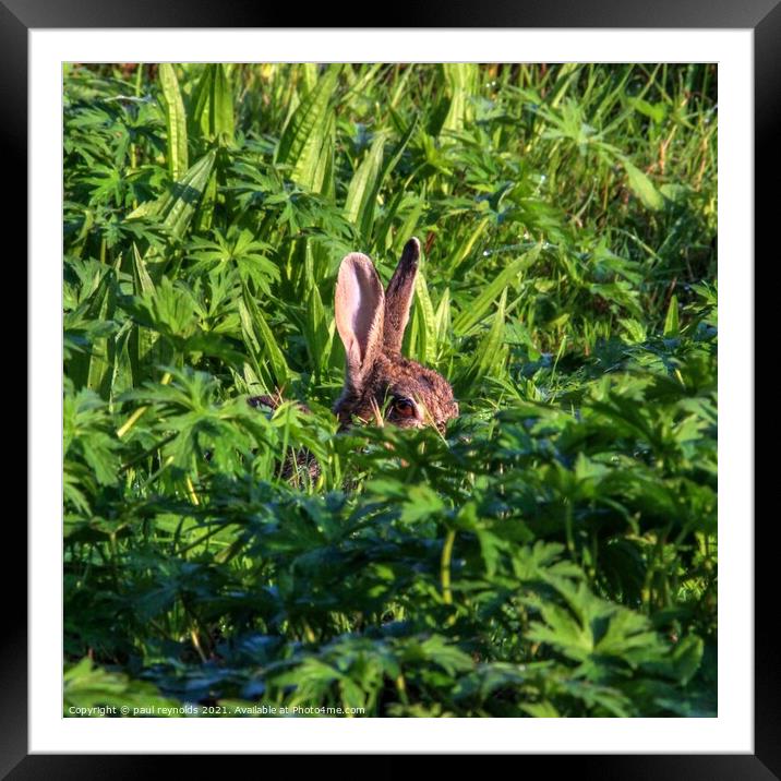 Watching Rabbit  Framed Mounted Print by paul reynolds