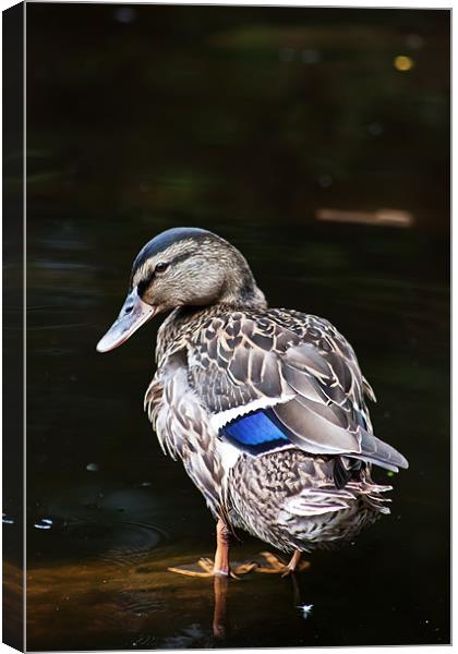 Blue-winged Teal Canvas Print by Doug McRae