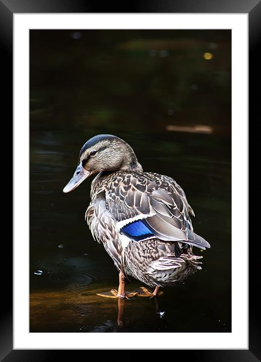 Blue-winged Teal Framed Mounted Print by Doug McRae