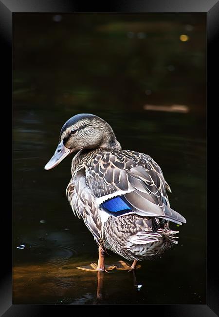 Blue-winged Teal Framed Print by Doug McRae