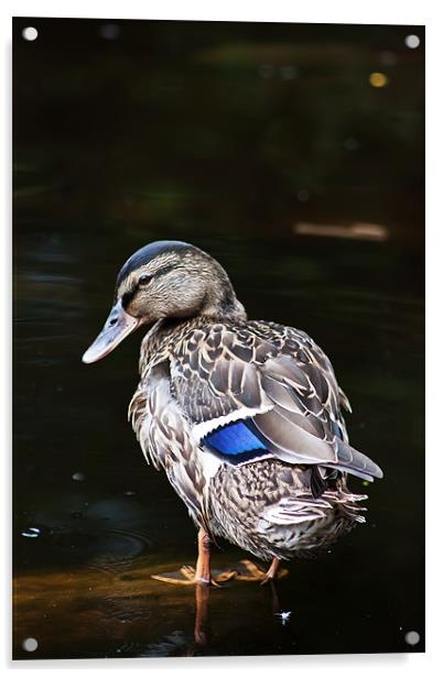 Blue-winged Teal Acrylic by Doug McRae