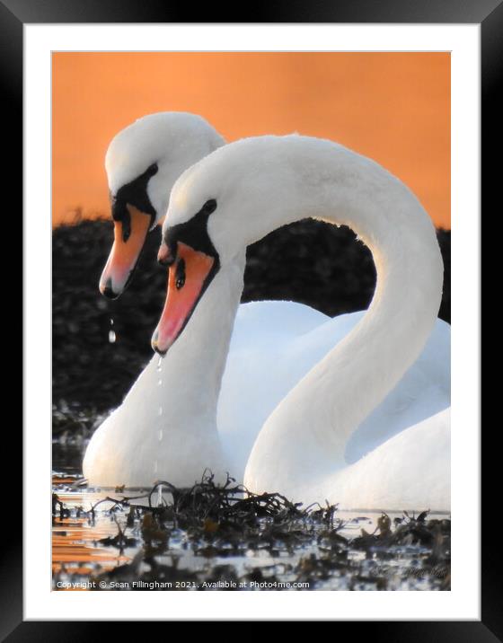 Swans Framed Mounted Print by Sean Fillingham