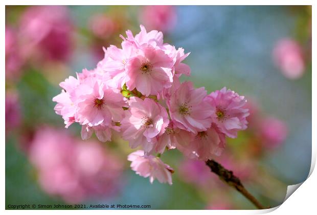 Pink Cherry Blossom Print by Simon Johnson