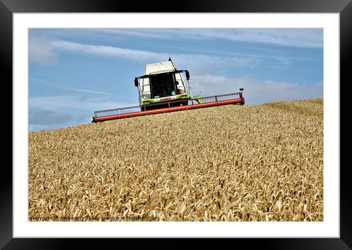 Harvesting wheat in Northumberland. Framed Mounted Print by mick vardy
