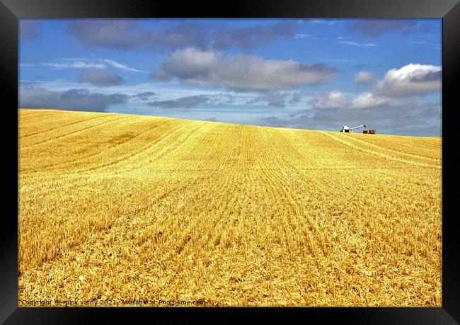 Cutting wheat in Northumberland. Framed Print by mick vardy