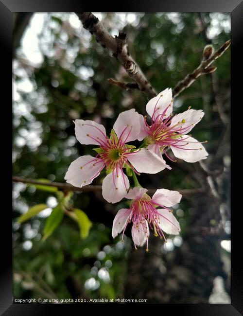 Plum Blossom Framed Print by anurag gupta