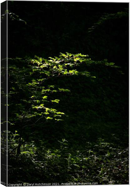 A pocket of light Canvas Print by Daryl Peter Hutchinson