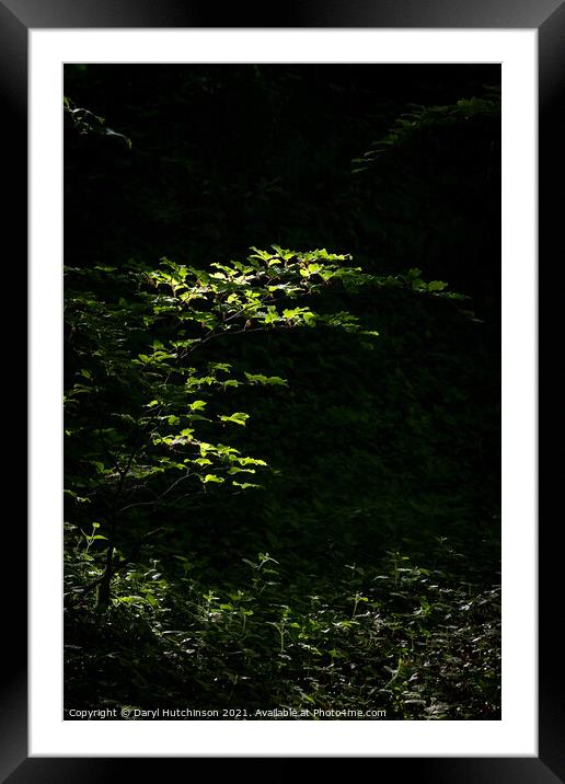 A pocket of light Framed Mounted Print by Daryl Peter Hutchinson