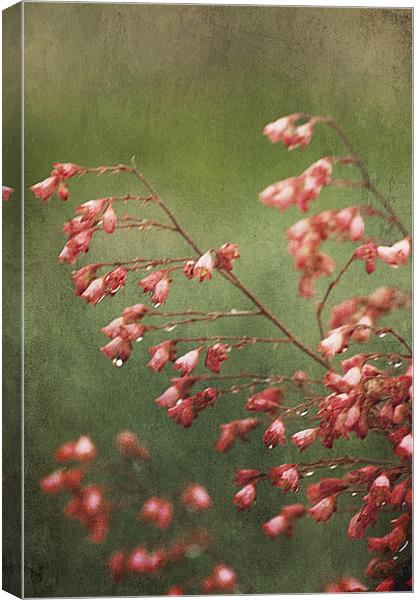 Pink Saxifrage Canvas Print by Jacqi Elmslie